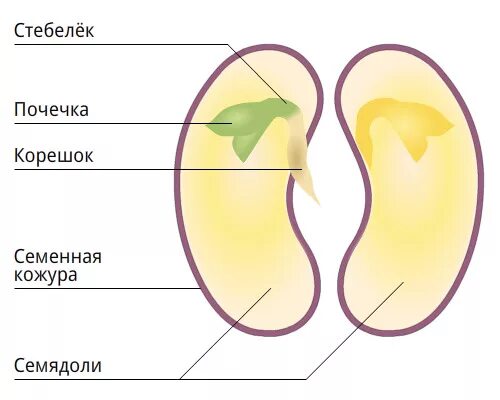 Почечка корень. Рисунок строение семян двудольных и однодольных растений. Строение двудольного семени фасоли. Семядоли у двудольных растений. Семя однодольного и двудольного растения рисунок.