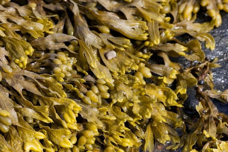 Бурые водоросли нуждаются в солнечном свете. Fucus radicans. Фукус пузырчатый. Фукус фото водоросль. Бурые водоросли на камнях.