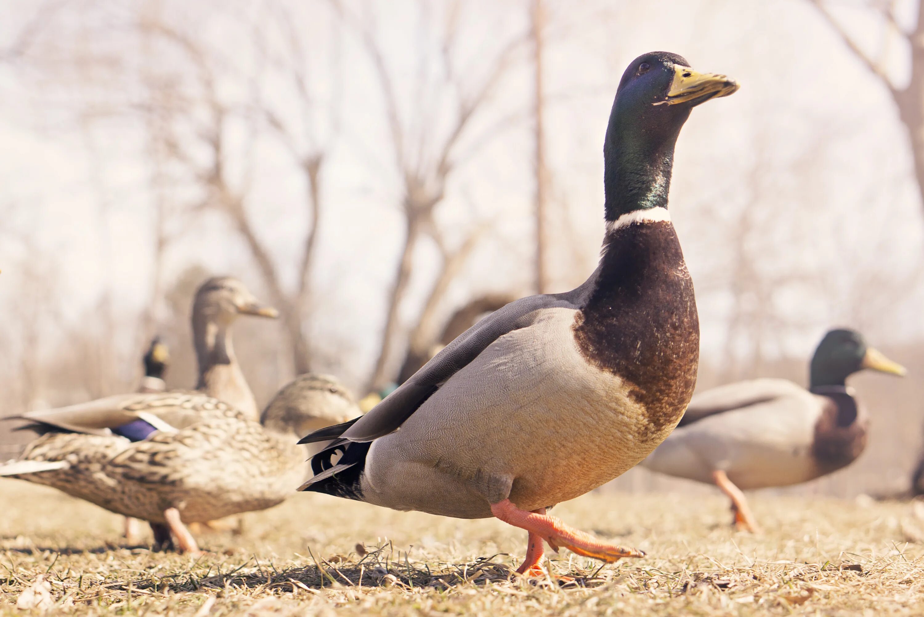 Duck bird