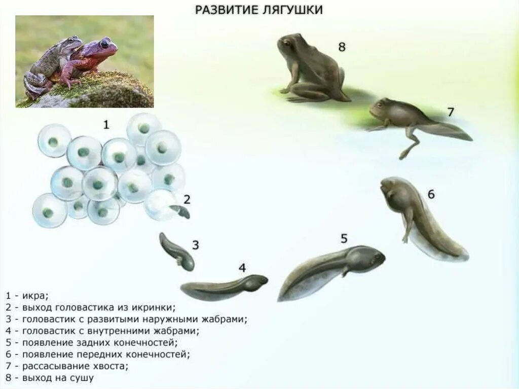 Эволюция лягушки из головастика. Цикл развития лягушки. Цикл развития лягушки схема. Стадии развития лягушки.
