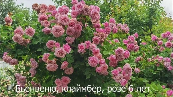 Самые ароматные розы - Энциклопедия роз