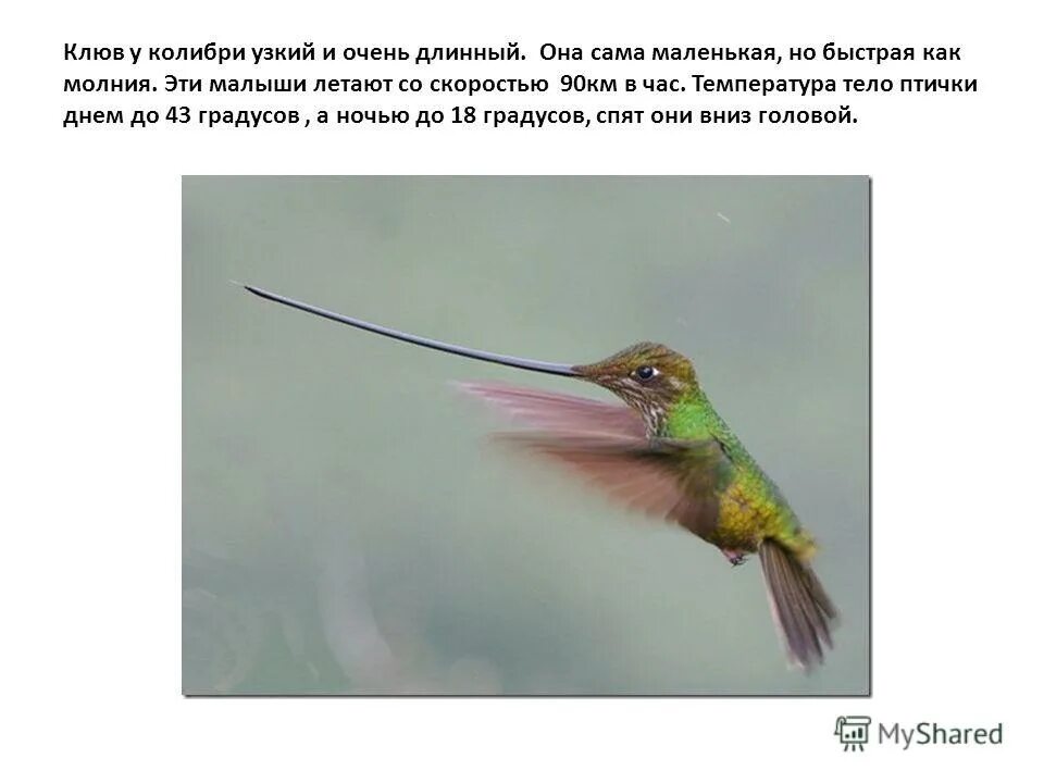 Исправьте ошибку пугливый колибри. Скорость колибри. клюв колибри. строение клюва колибри. колибри скорость полета.