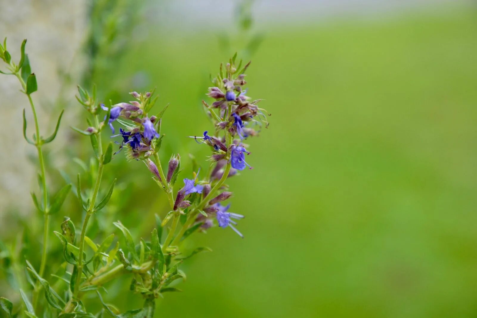 Иссоп. Иссоп лекарственный (Hyssopus officinalis). Иссоп синий зверобой. Иссоп дикий. Иссоп лекарственный свойства и применение