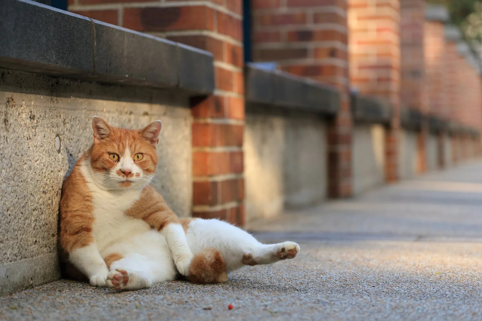 Выход кошечки. Уличная кошка. Рыжий дворовый кот. Ласковая кошка уличная. Рыжий дворовый кот на улице города.