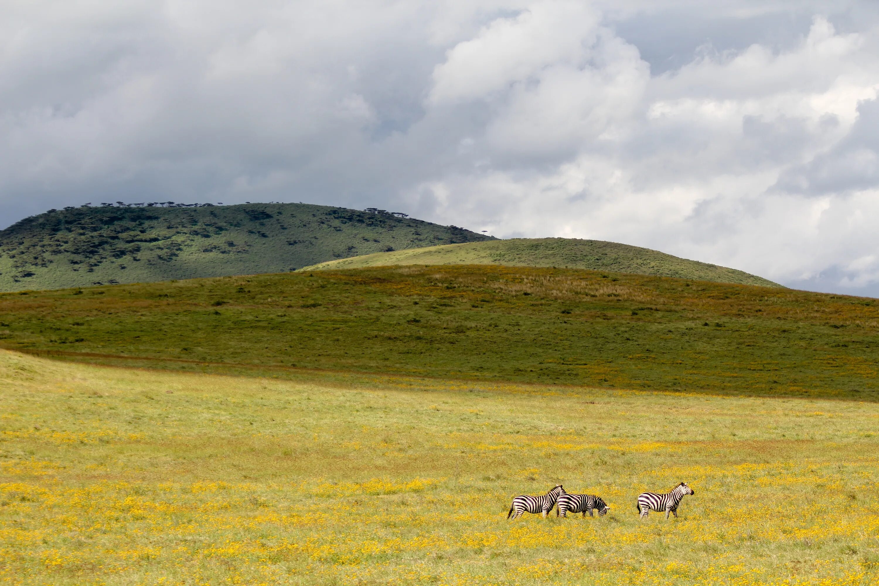 Степные холмы. Кратер Нгоронгоро Танзания. Steppe Tundra. Степь Евразии Луговая. Сарозекские степи.