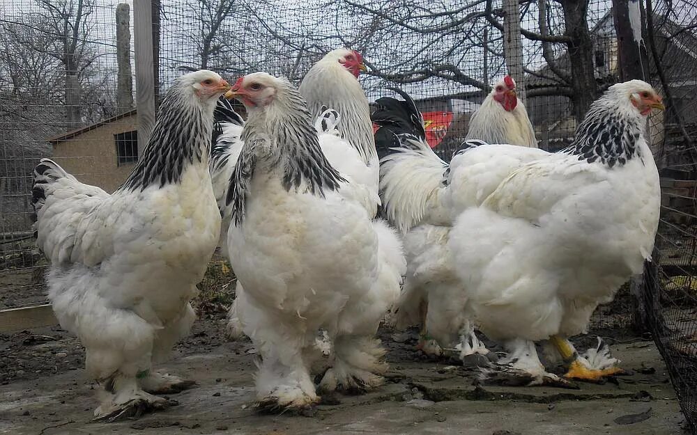 Купить породу брама. Брама светлая колумбийская. Брама куропатчатая колумбийская. Брама светлая(колумбийская), куропатчатая. Куры Брама колумбийская.