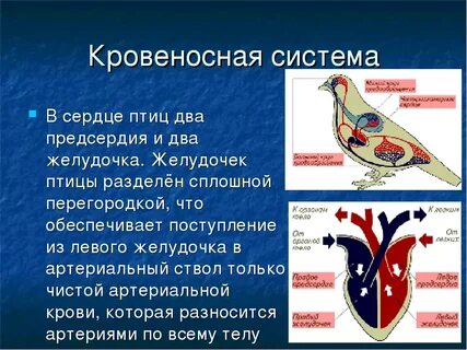 Кратко класс птиц