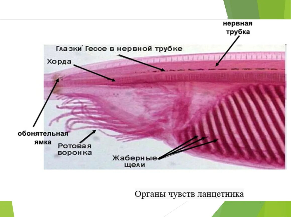 Органы чувств ланцетника. Нервная система ланцетника. Глазки Гессе у ланцетника. Система органов чувств ланцетника. Центральная нервная система ланцетника.