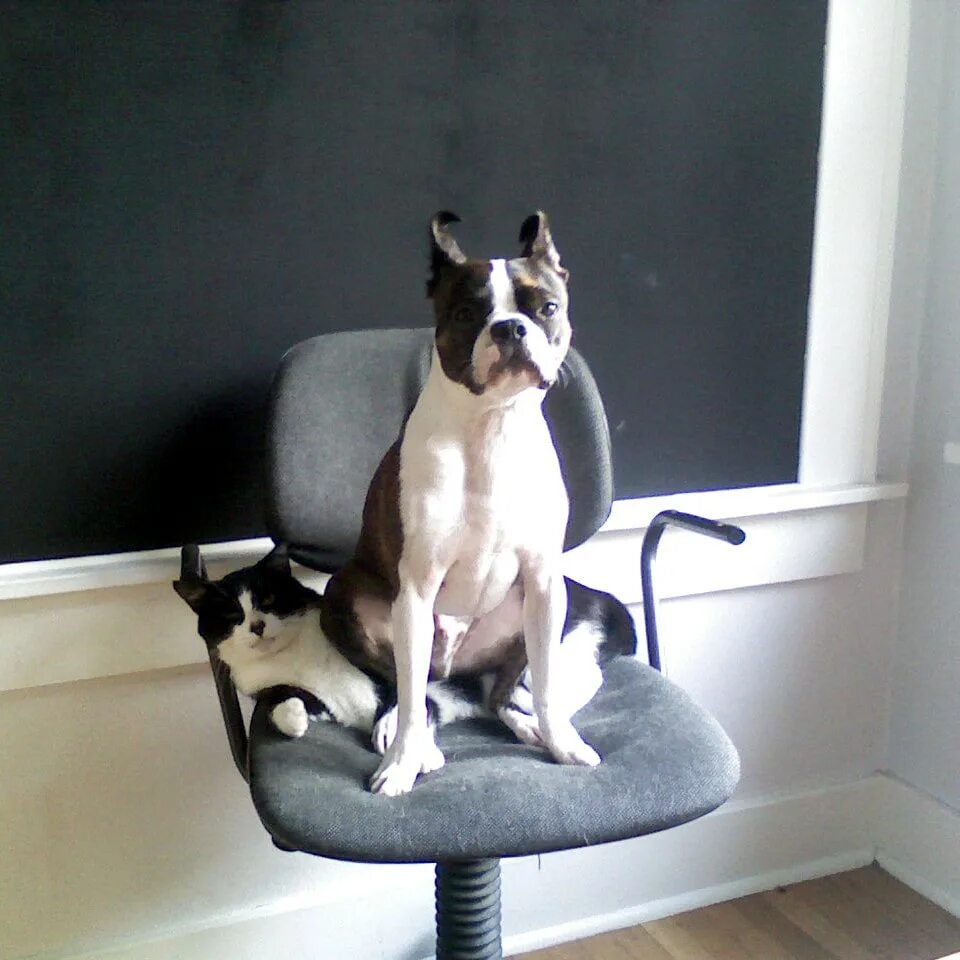 Пес сидит на коте. Котик сидит на собаке. кошка с собакой сидят. собака села на кота. личное пространство собаки.