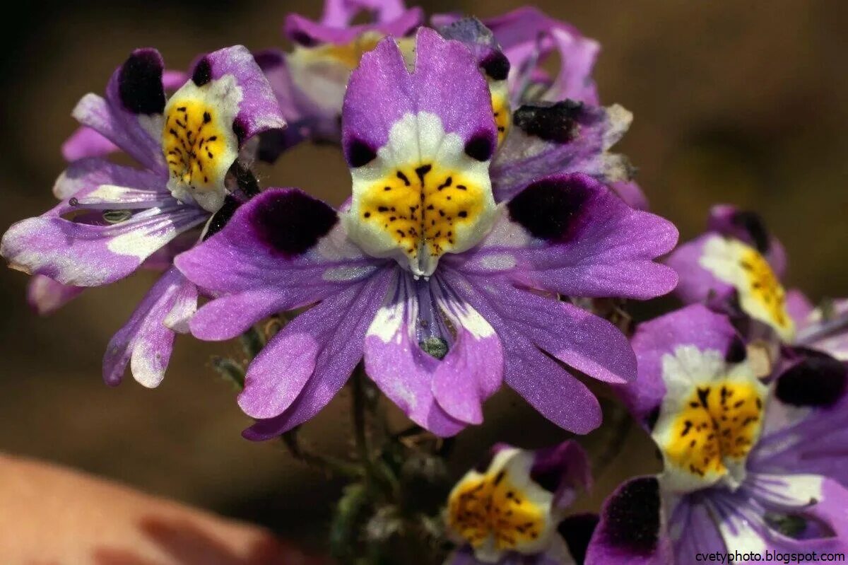 Схизантус Jay Pansies. Схизантус визетонский. Орхидея бедняка схизантус. Схизантус Крылья ангела. Схизантус крылья ангела выращивание