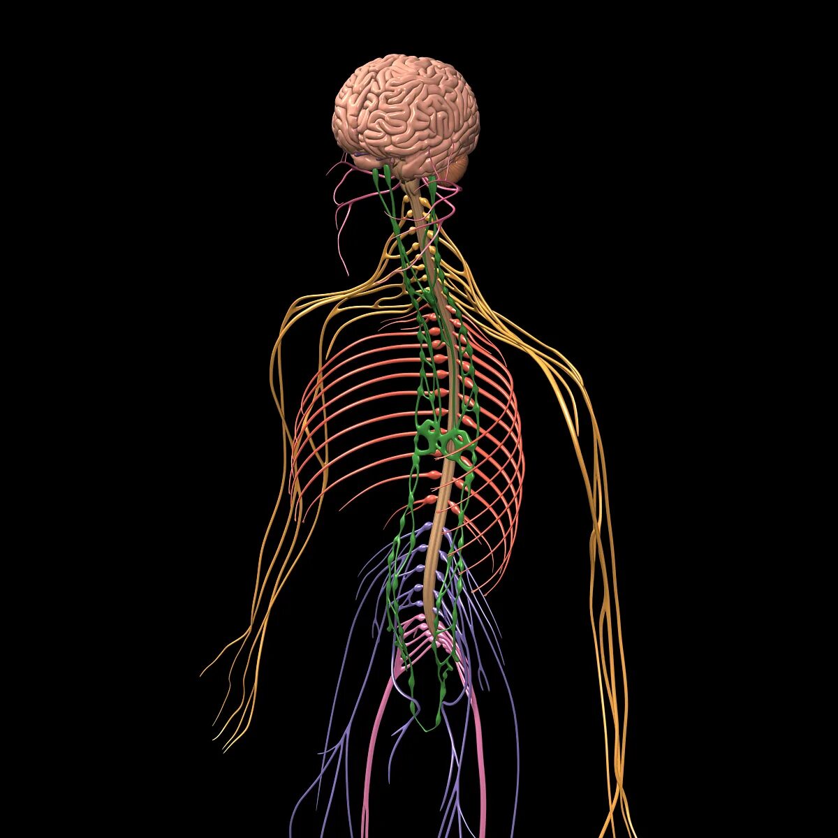 Nervous system brain. Нервная система. Нервная система человека. Нервы человека. ЦНС человека.