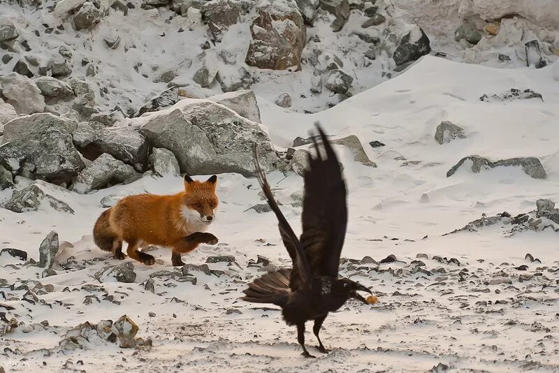 Лиса охотится на птиц. Лис и ворон. Лиса и вороны. Лиса ест ворону. Лысые вороны.