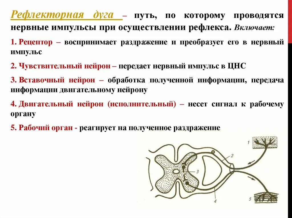 Нервный Импульс в рефлекторной дуге. Передача нервного импульса по рефлекторной дуге. Порядок элементов рефлекторной дуги. Путь нейрона по рефлекторной дуге.