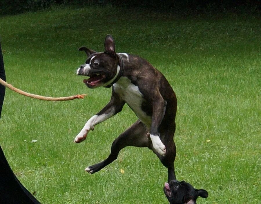 Собаки. Международный день прав животных. Кот трогает лапой. Лабораторные животные. Общение с животными.