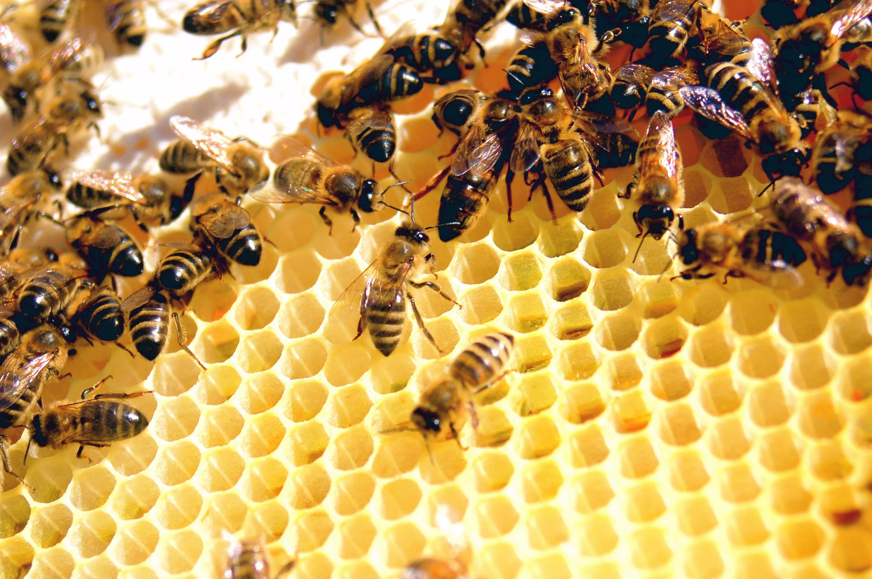 Big honey. Пчела. Пчелы и мед. Пчелы в улье. Медовая пчела.