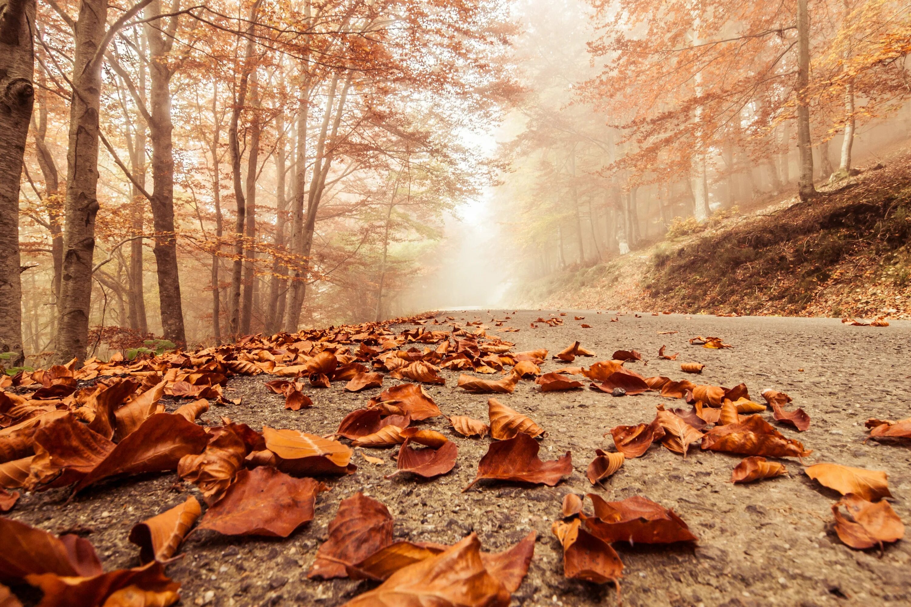 Autumn live