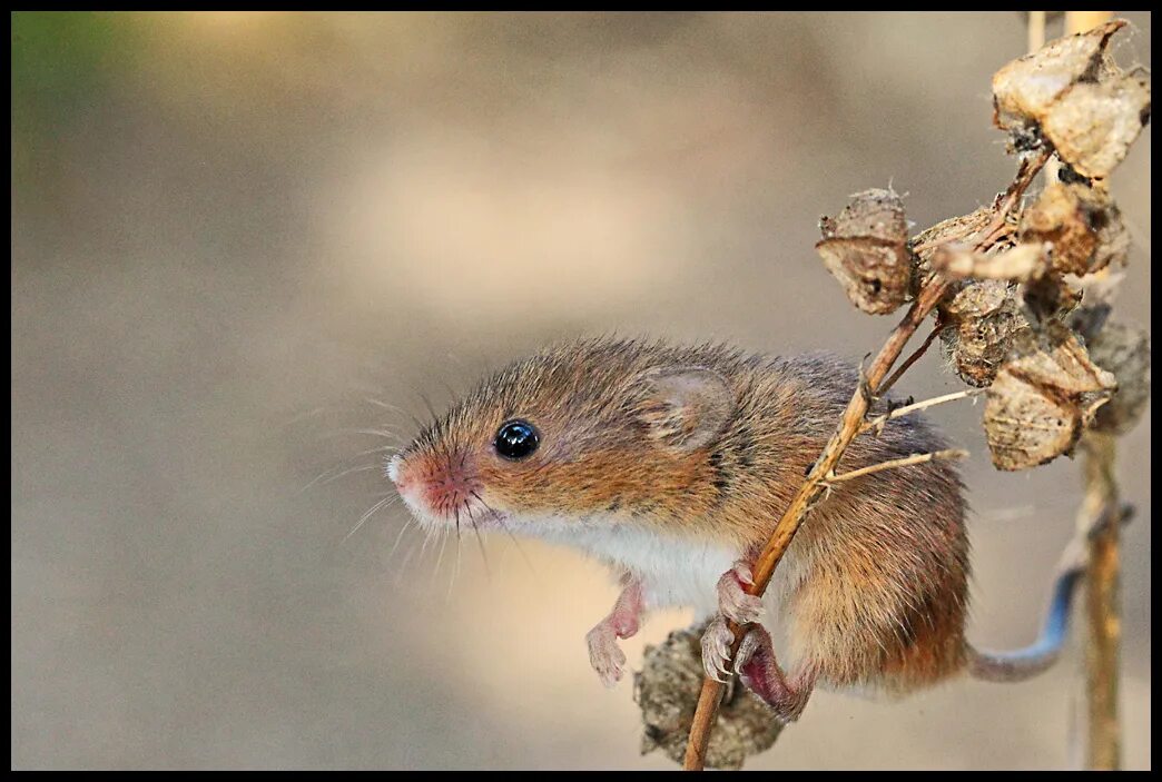 Скорость мыши полевой. Полевая мышь Apodemus agrarius. Мышь Малютка. Мышь-Малютка – Micromys minutus. Мышь полевка 50mm.