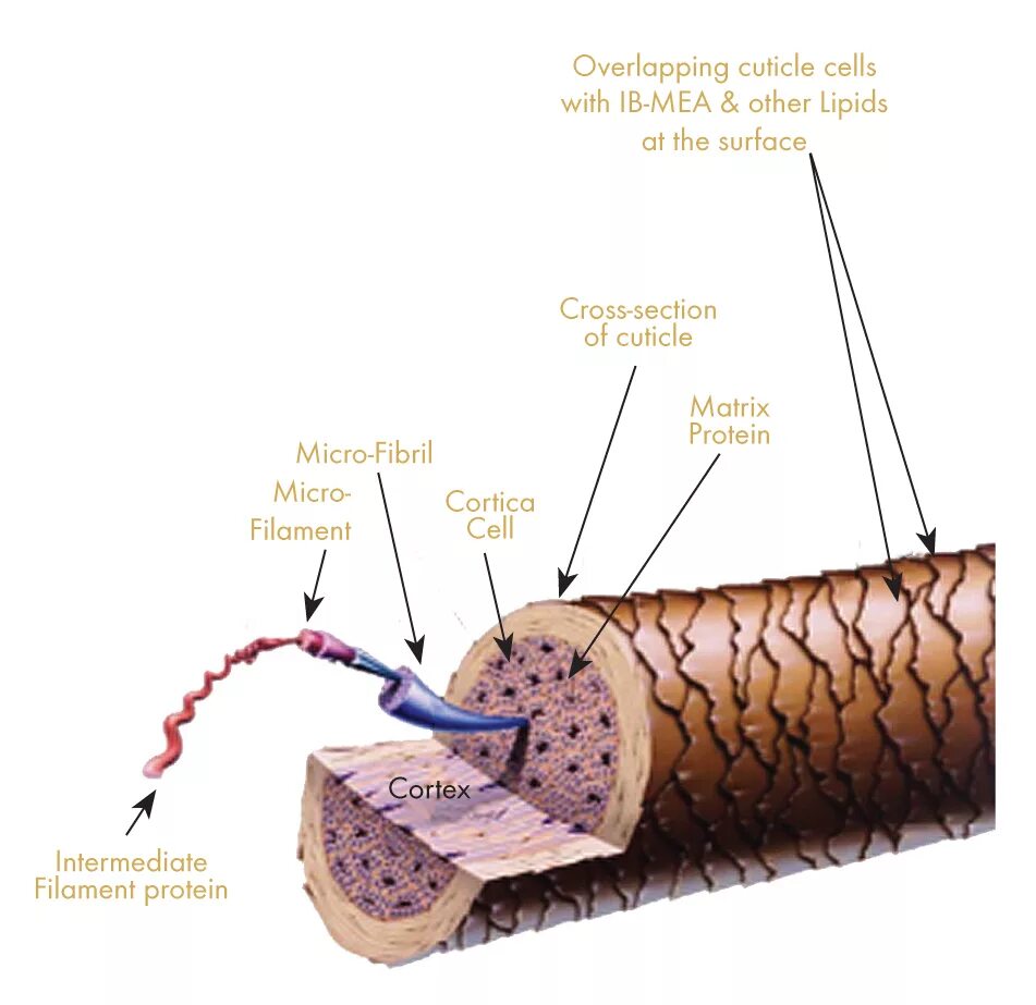 Строение волоса кератин. Структура волоса кератин. Кортекс кератин. Кератин структура белка.