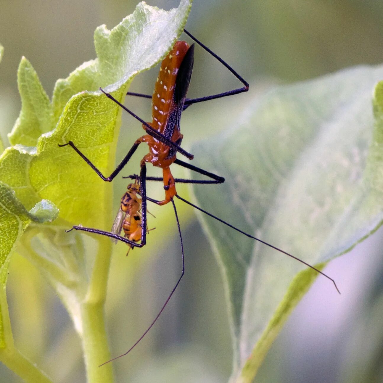Клумба в симс 3. Симс 3 красный хищнец где. Симс 3 красный хищнец где. Симс 3 красный хищнец где. Симс 3 сад.