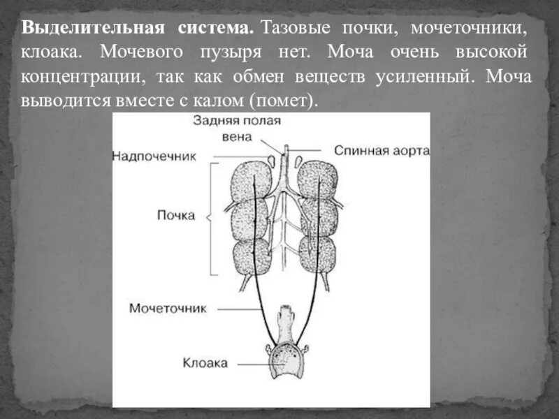 Тазовые почки выделительная система. Выделительная система рептилий тазовые почки. Почки мочеточники клоака. Выделительная система клоака.