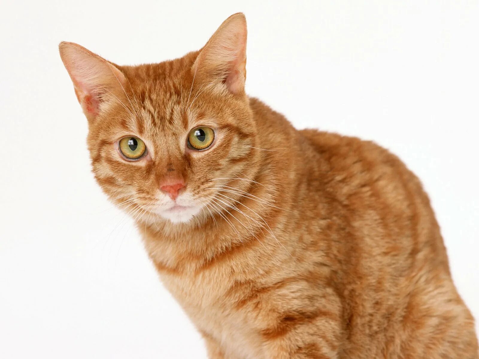 Фон рыжий кот. Ginger tabby cat порода. рыжий кот. рыжая кошка. рыжий кот на белом фоне.