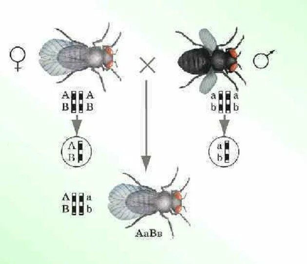 Плодовая мушка дрозофила Морган. Мушка дрозофила скрещивание. Скрещивание мух дрозофил Морган.