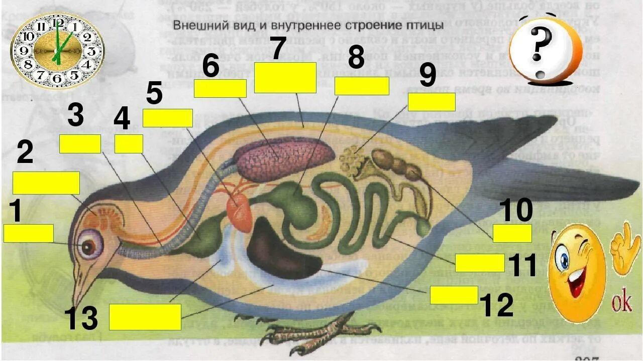 Тест по биологии внутреннее строение птиц