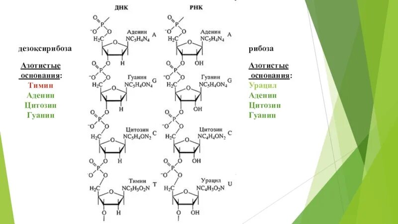 Замена аденина на тимин изменение плоидности клетки. ДНК РНК аденин Тимин гуанин цитозин. Тимин и рибоза. Строение ДНК аденин Тимин гуанин цитозин. Дезоксирибоза, гуанин, урацил, цитозин, аденин.