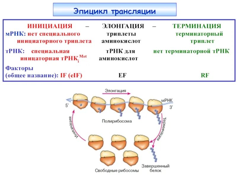 Синтез белка процесс трансляции. Биосинтез белка трансляция инициация элонгация терминация. этапы синтеза белка инициация элонгация терминация. биосинтез белка схема инициация элонгация терминация. этапы синтеза белка (инициация, элонгация, терминация) биохимия.