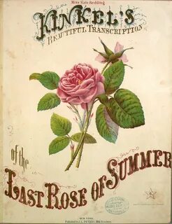 The last of rose