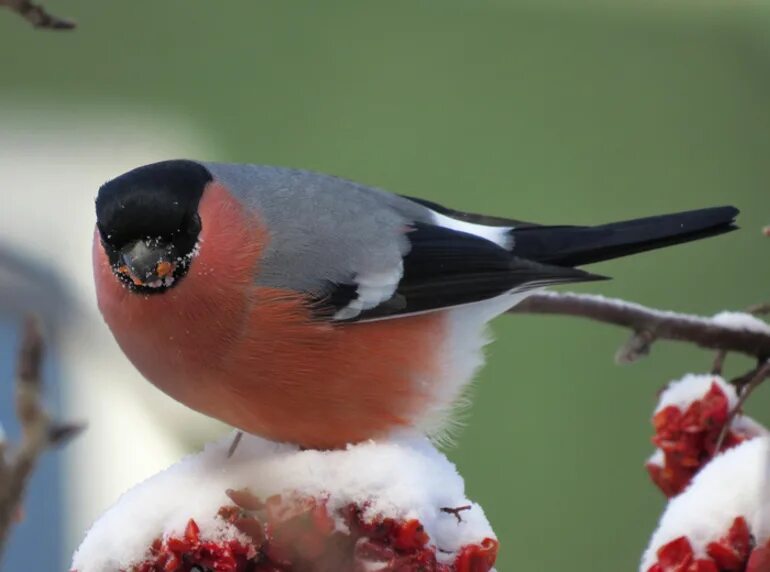 Снегирь в ленинградской области. Снегирь фото птицы. Снегирь обыкновенный pyrrhula pyrrhula. Снегирь вьюрковые. Настоящий снегирь.