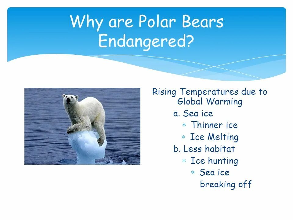 Английский язык Polar Bears. Полярный медведь на английском. Polar Bears are endangered. Polar Bear endangered animals. Where bears live