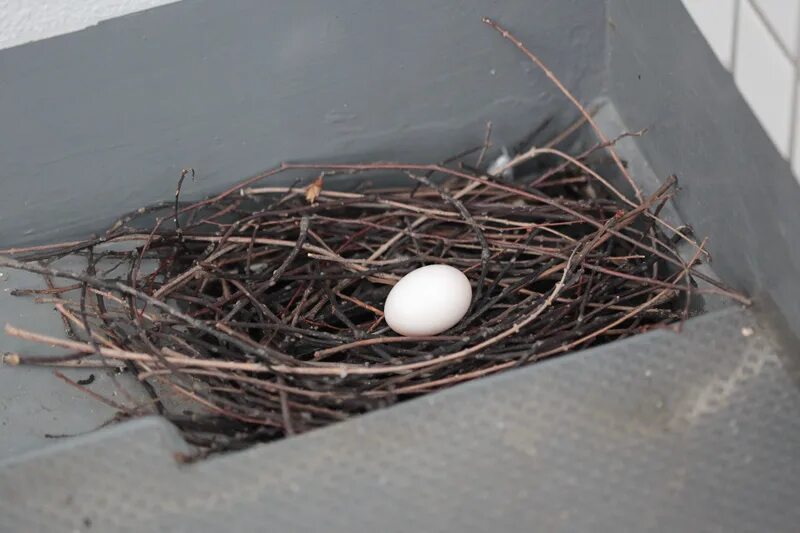 Гнездо голубя на балконе примета. Голубиное гнездо. Яйца голубей. Яйцо горлицы. Гнездо голубя на балконе.