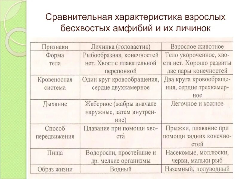 Таблица земноводных 8 класс. Биология 7 класс класс земноводные или амфибии общая характеристика. Таблица по теме класс земноводные или амфибии 7 класс биология. Общая характеристика земноводных таблица. Таблица по биологии 7 класс класс земноводные или амфибии.