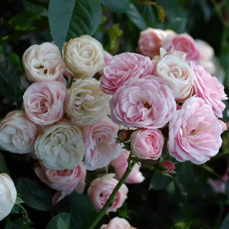 Букет парфе. Роза мускусный гибрид bouquet parfait. роза букет парфе. роза мускусная букет парфе. роза мускусный гибрид буке парфэ.
