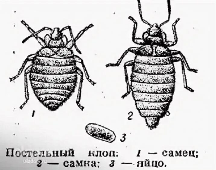 Более 1 500 работ на тему "Insect Proboscises Illustrations": стоковые иллюстрац