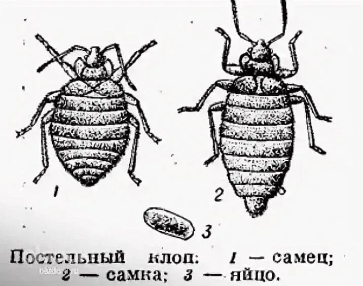 Имаго постельного клопа. Постельный клоп самка и самец. Постельный клоп самка и самец строение. Строение самки постельного клопа. Внешнее строение постельного клопа.