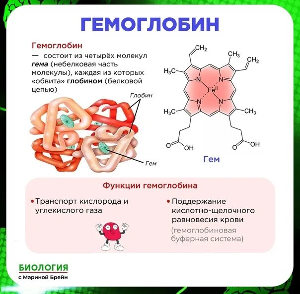 Гемоглобин какая ткань. Строение гемоглобина. Структура гемоглобина биохимия. Структура гемоглобина схема. Виды гемоглобина строение.