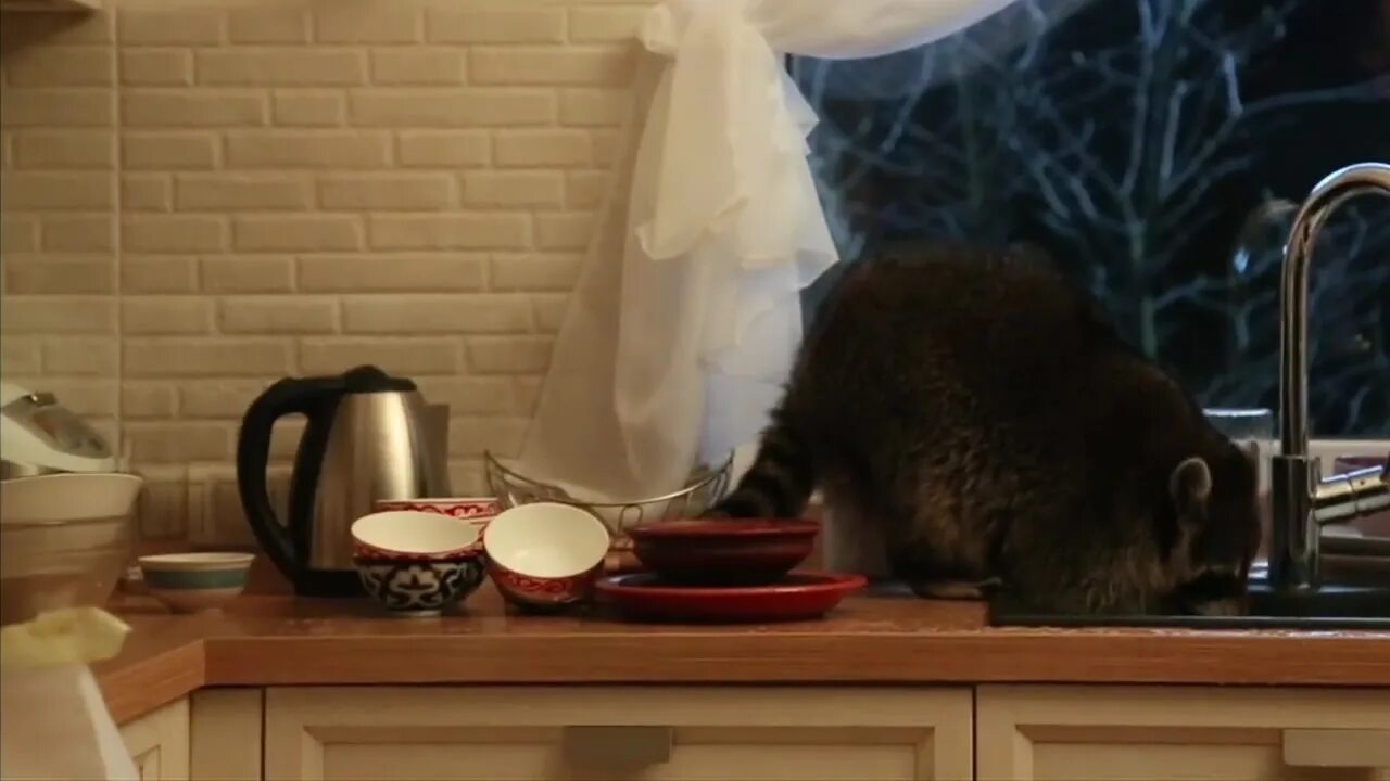 Енот залез в дом. Енот взобрался в дом и перемыл посуду. Мыть чужой дом. Почему в гостях нельзя мыть посуду за собой. Швабра housework.
