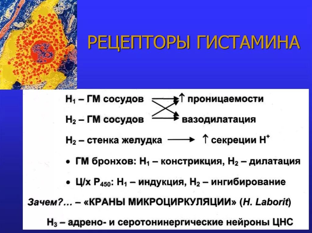 Гистамин действие. Локализация н2 гистаминовых рецепторов. Н1 гистаминовые рецепторы локализация. H1 рецепторы гистамина. H1 гистаминовые рецепторы препараты.