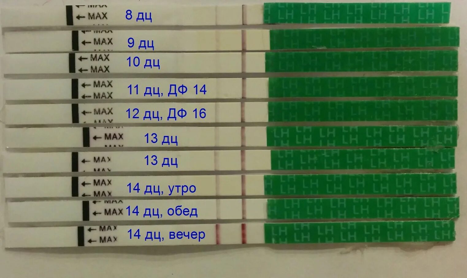 Тест на овуляцию утром
