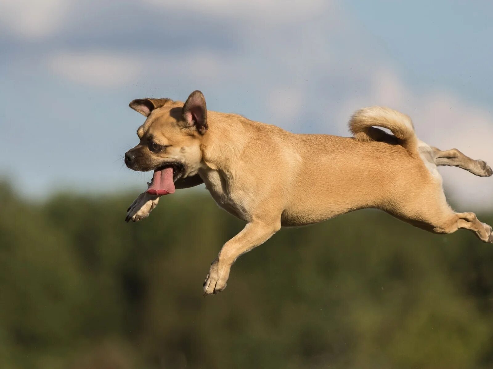 Собака в полете. Собака прыгает. Собака бежит. Щенок в прыжке. My dog can jump