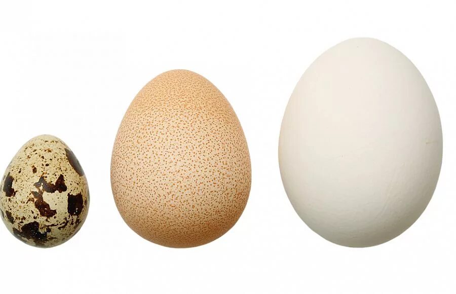 Покажи яйцо курицы. Яйца цесарки. Цесариное яйцо. Яйца гусиные цесарки перепела. Яйца цесарки и перепелиные.