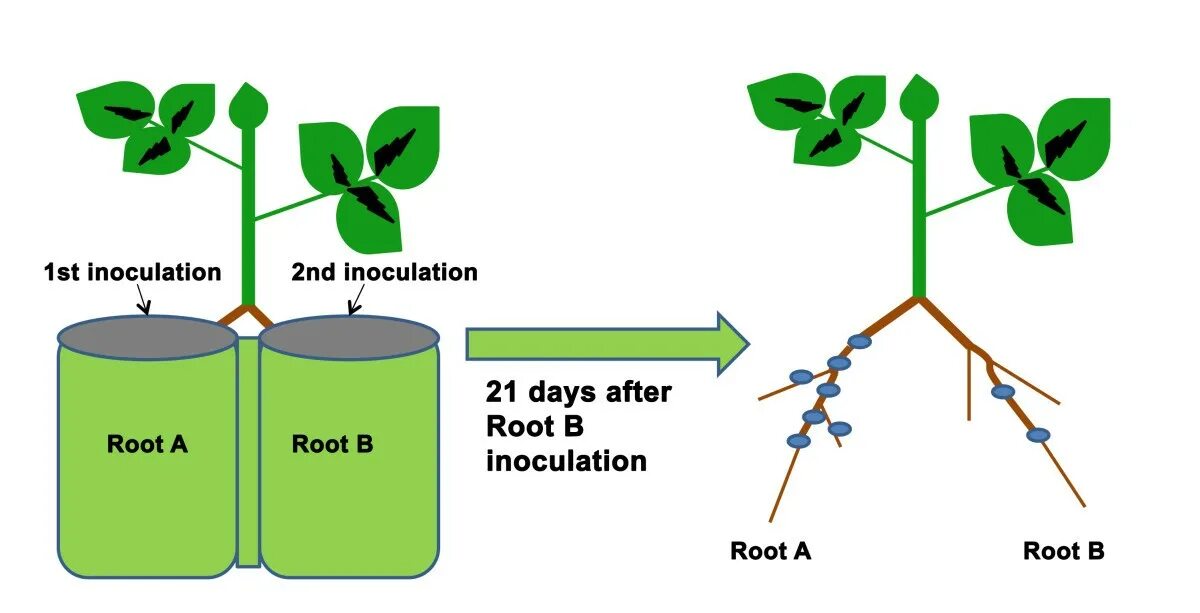 Inoculation. Nodulizing inoculation. Root Extension. Vorant Split Plant a.