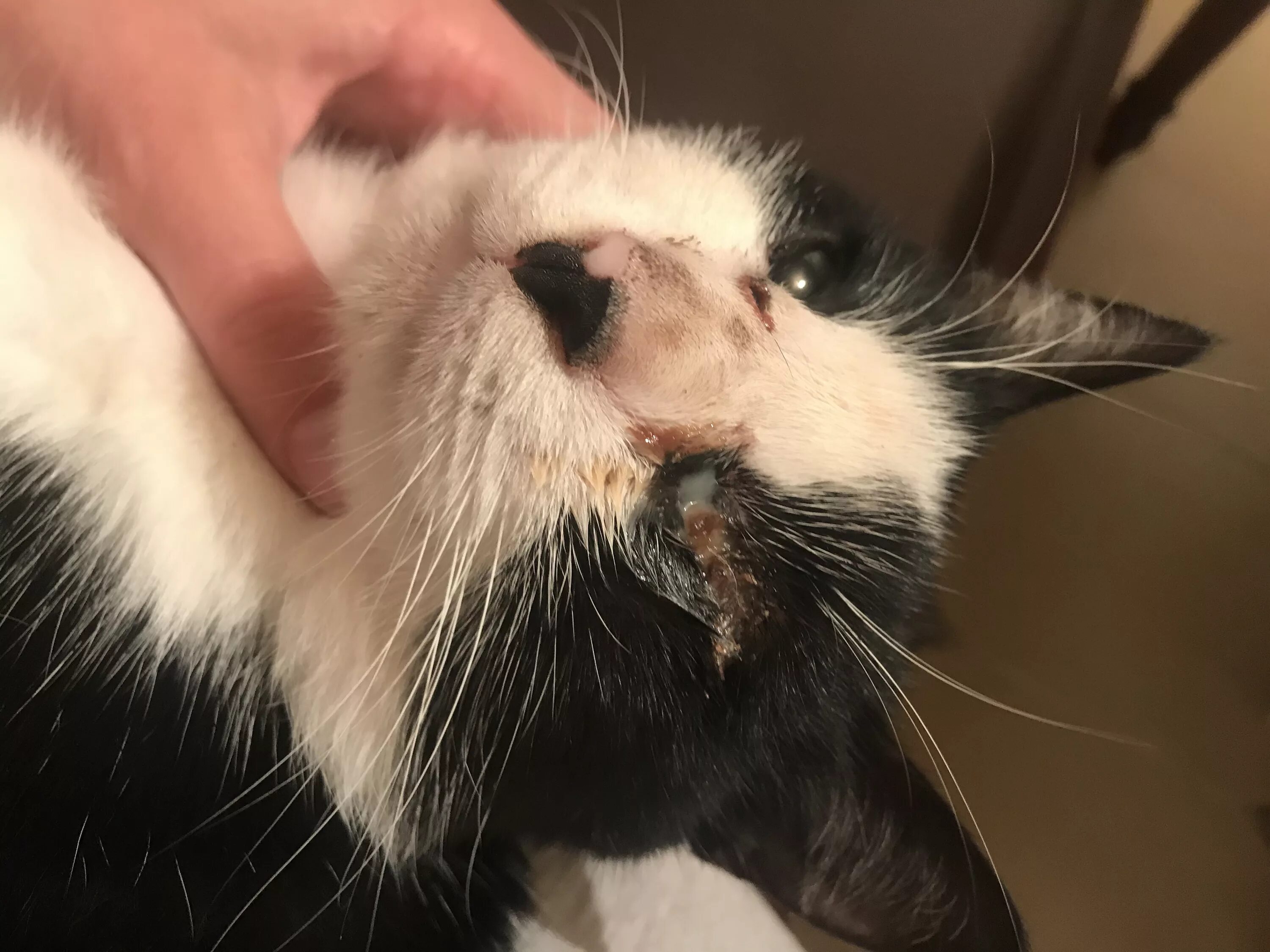 Кот с улицы до и после. Коты дерутся. Кот дерется. Супер драка котов. Медовый кот.