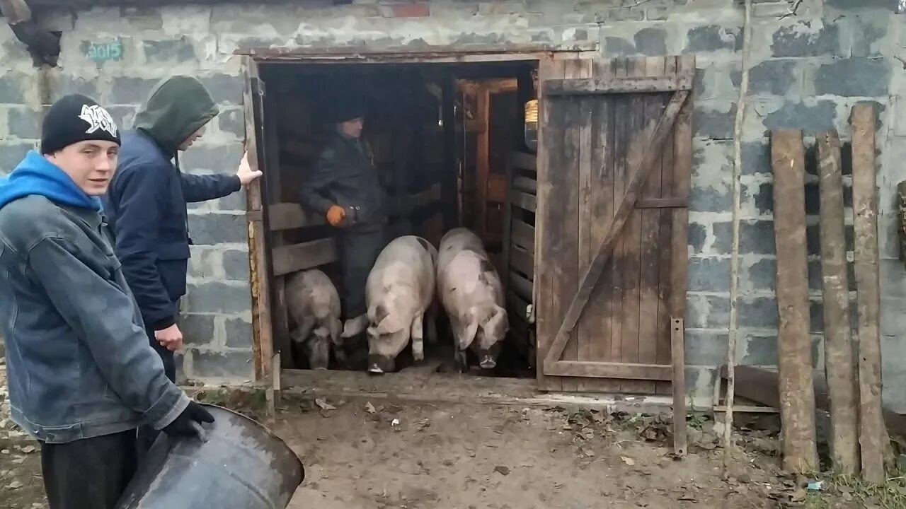 Свиньи в селе. Свинарник в деревне. Сарай для свиней. Свинья деревенская.
