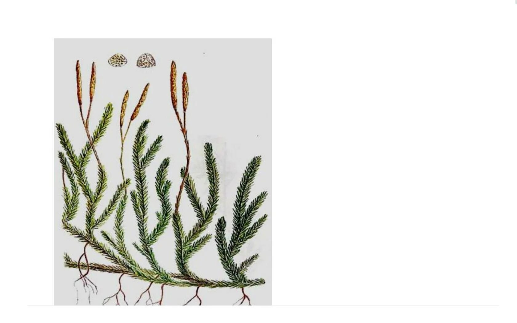 Какие отделы растений показаны на рисунке. Гаметофит плауна булавовидного. Растения изображенные на рисунке. Представитель какого отдела царства растения изображен на рисунке. Царство растений на белом фоне.