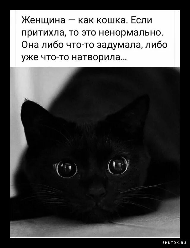 Собаки притихли оттого что никто