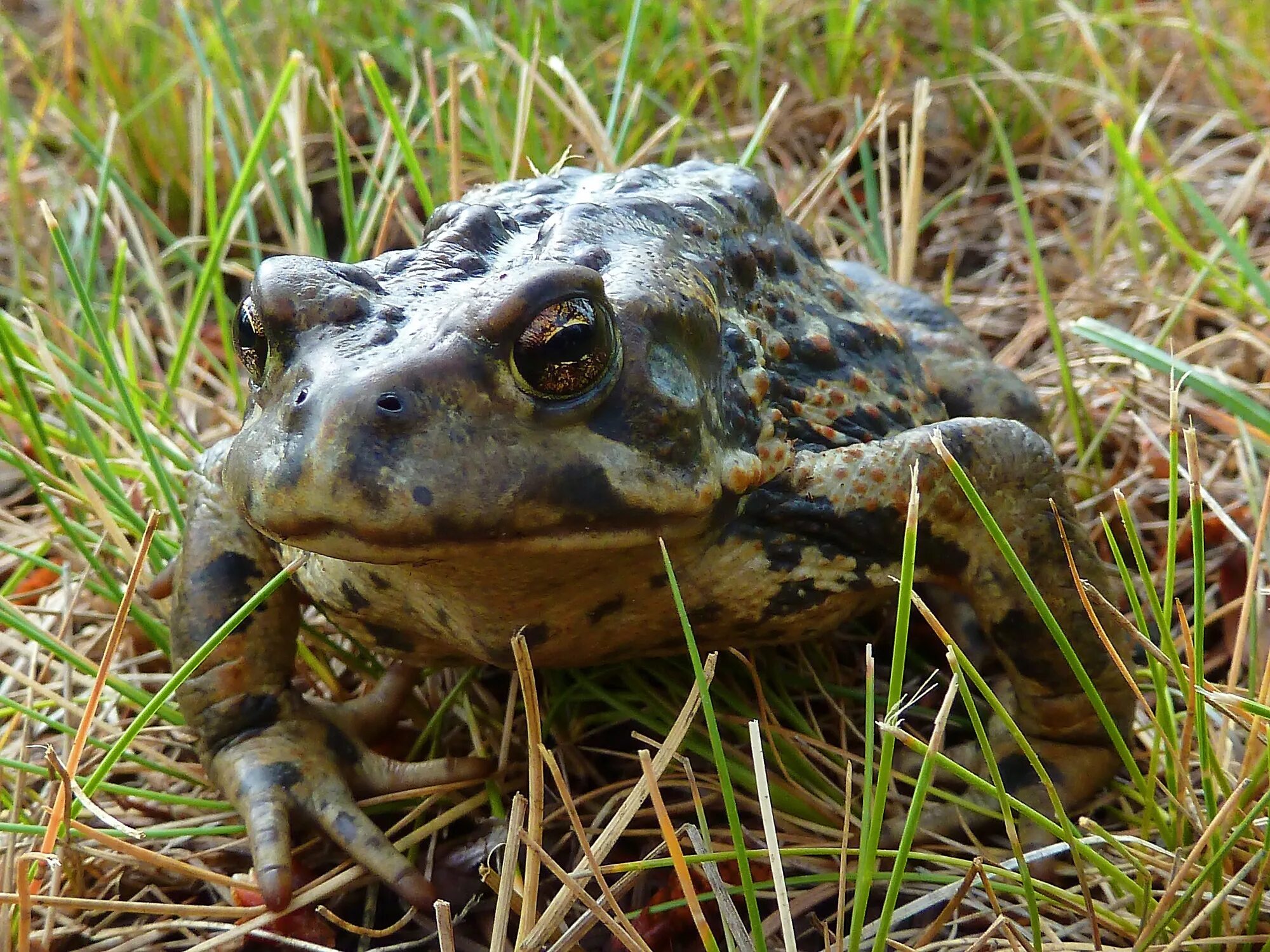Бородавки от жаб. Big toad лягушка. травяная лягушка. жабы луга. обитатели луга земноводные.