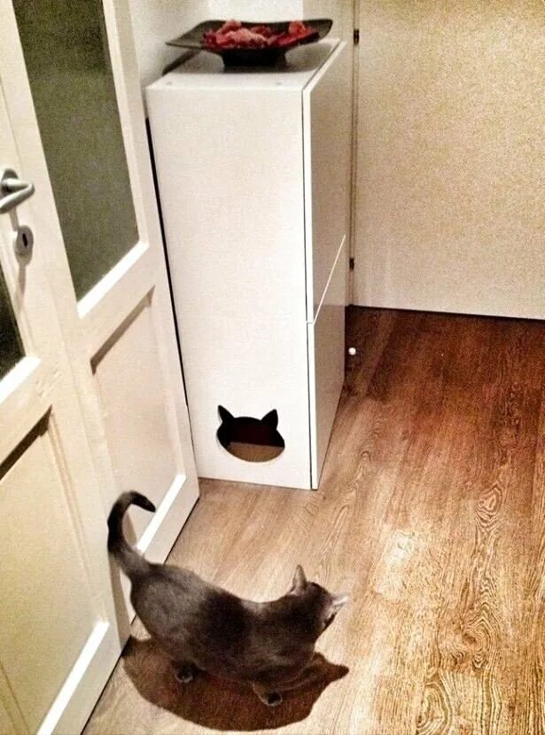 Кошачий туалет в шкафу. Кошачий лоток ПВ шкафу. Скрытый лоток для кота. Туалет для кошки в квартире. Воняет лоток